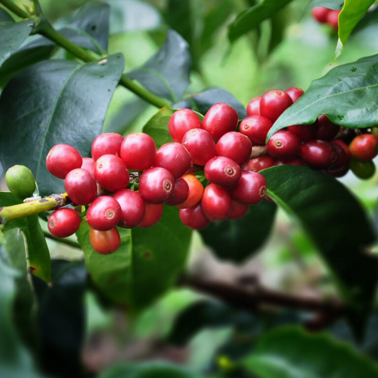 Honduras Elder Chavez premytá Geisha