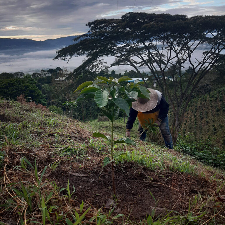Hondurasod framára Eldera Chaveza