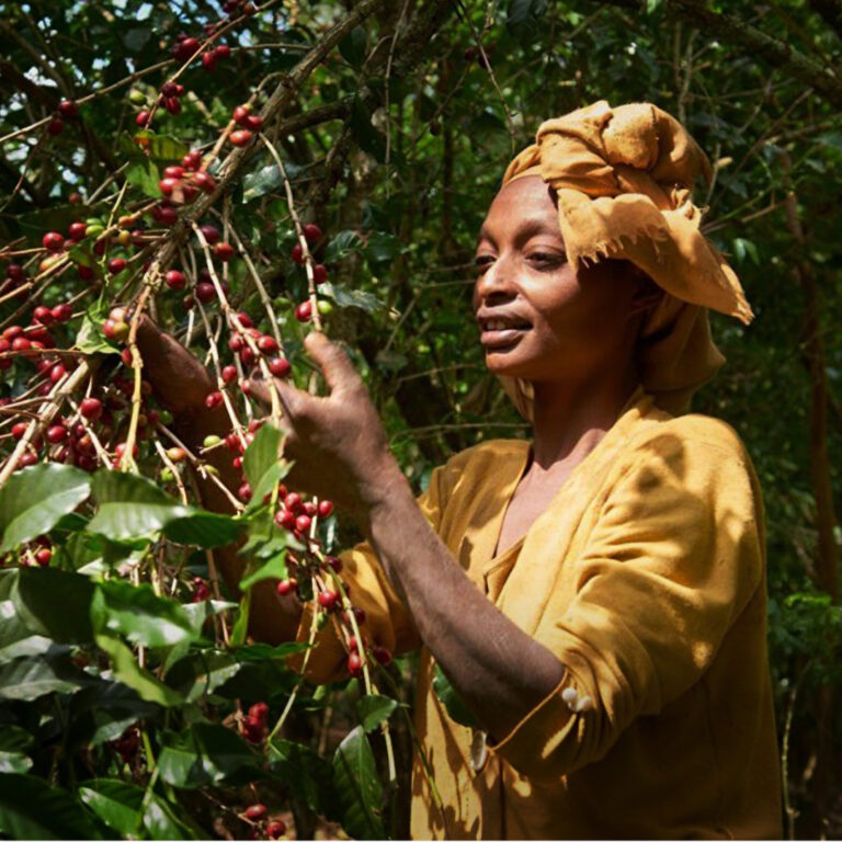 154_Ethiopia_Lalesa-Gedeb_02