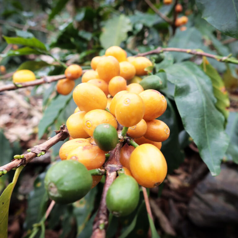 Peru Corazon de Jesus Yellow-Caturra