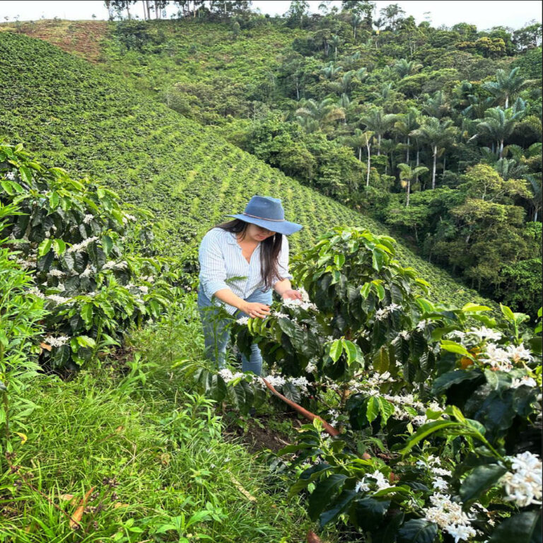 Colombia Sinaloa coffee farm