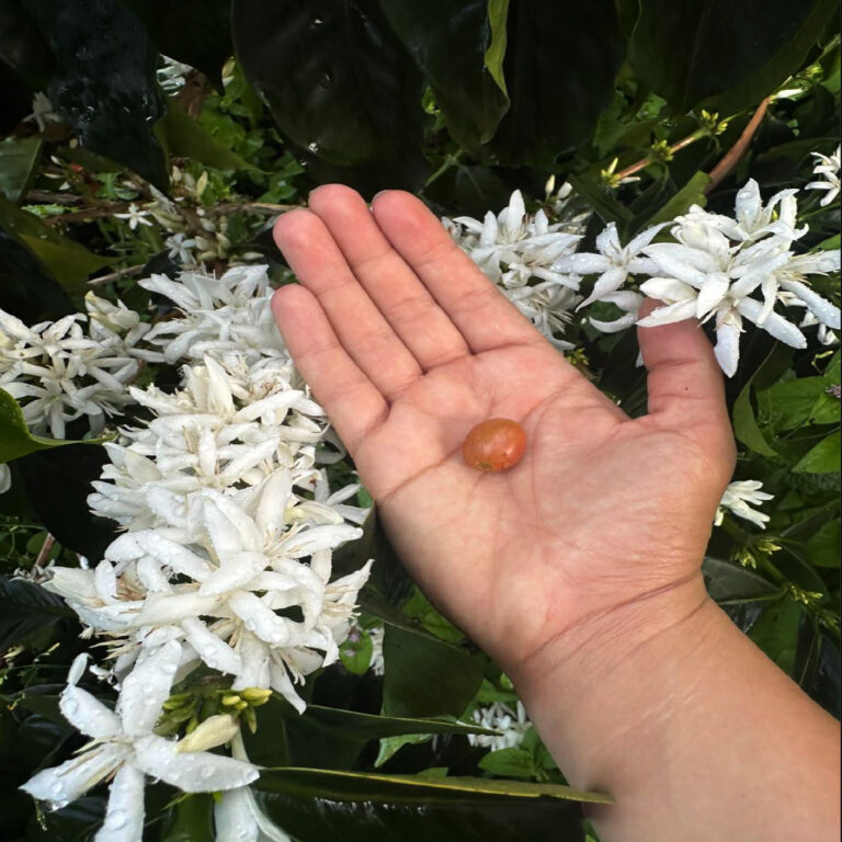 Coffee variety Pink Bourbon