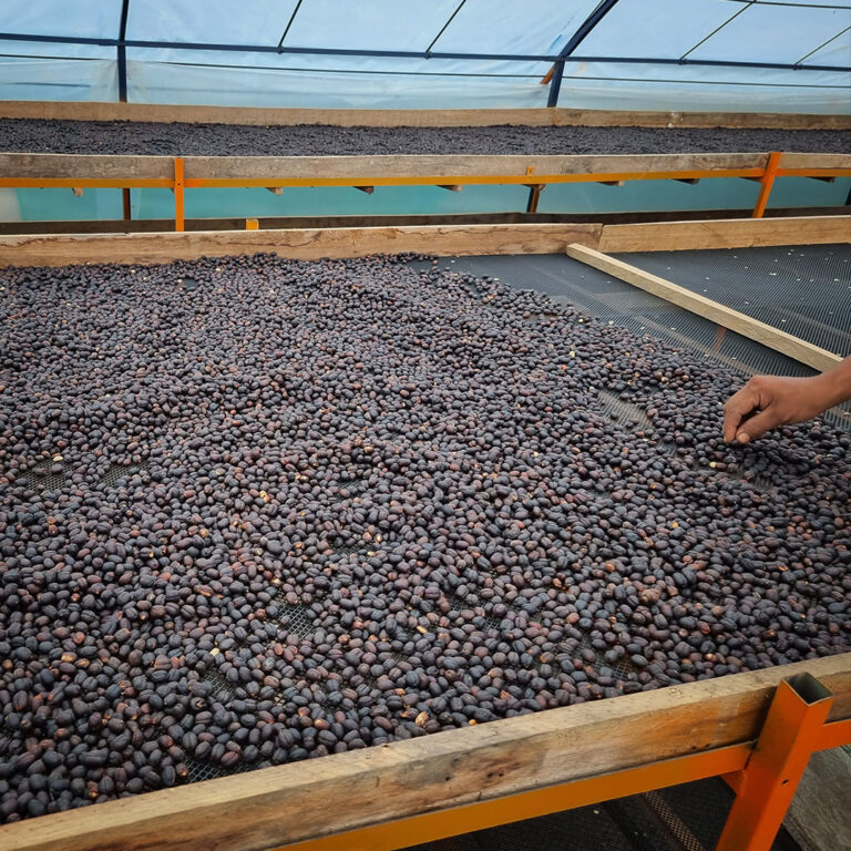 Peru Edison Estella Geisha natural proces