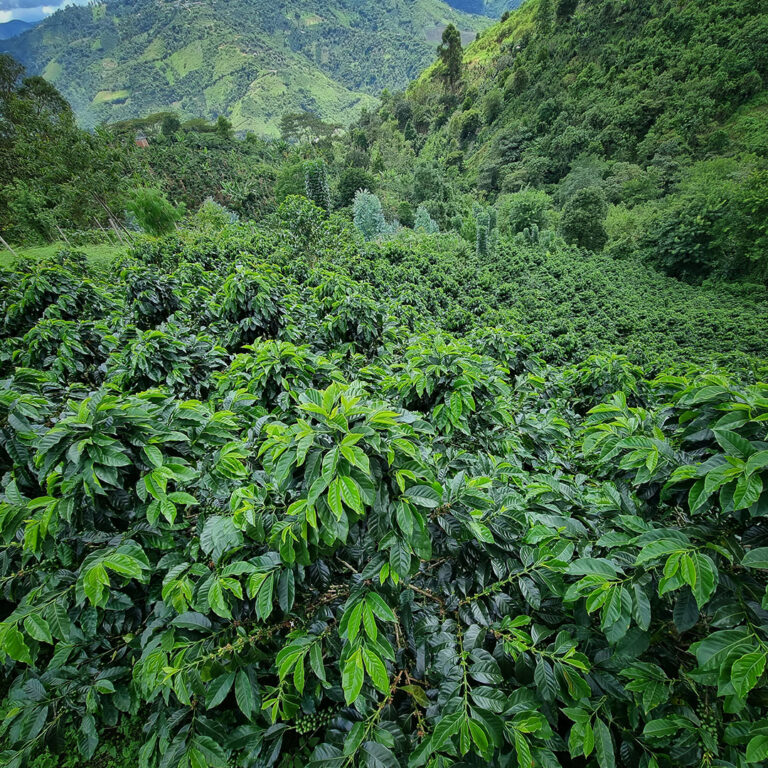 Coffee farm Edison Estela