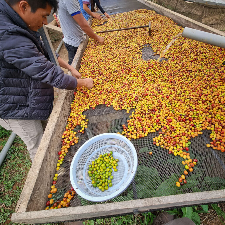Edison Estela Geisha sorting