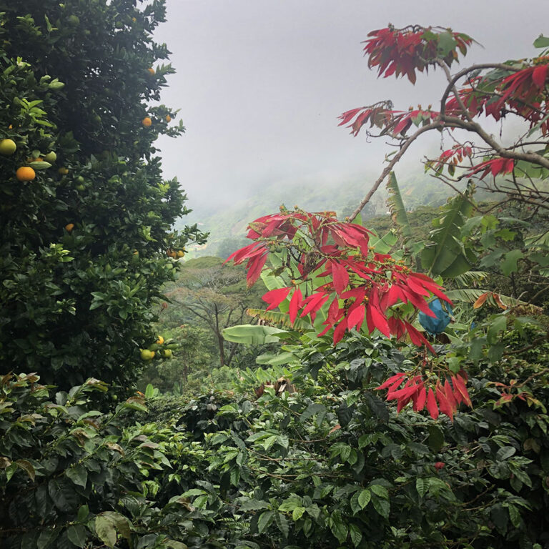 Colombia Attia farma 01