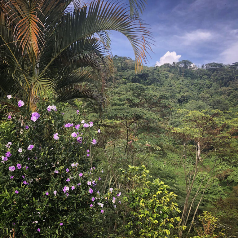Colombia Attia farma