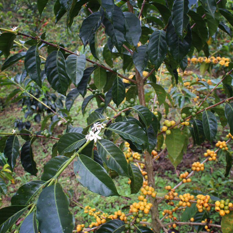 Peru-Edison-Estela-Pacamara