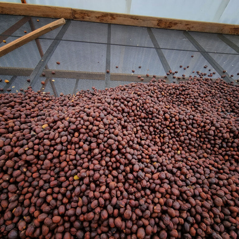 Peru-Edison-Estela-Pacamara-natural