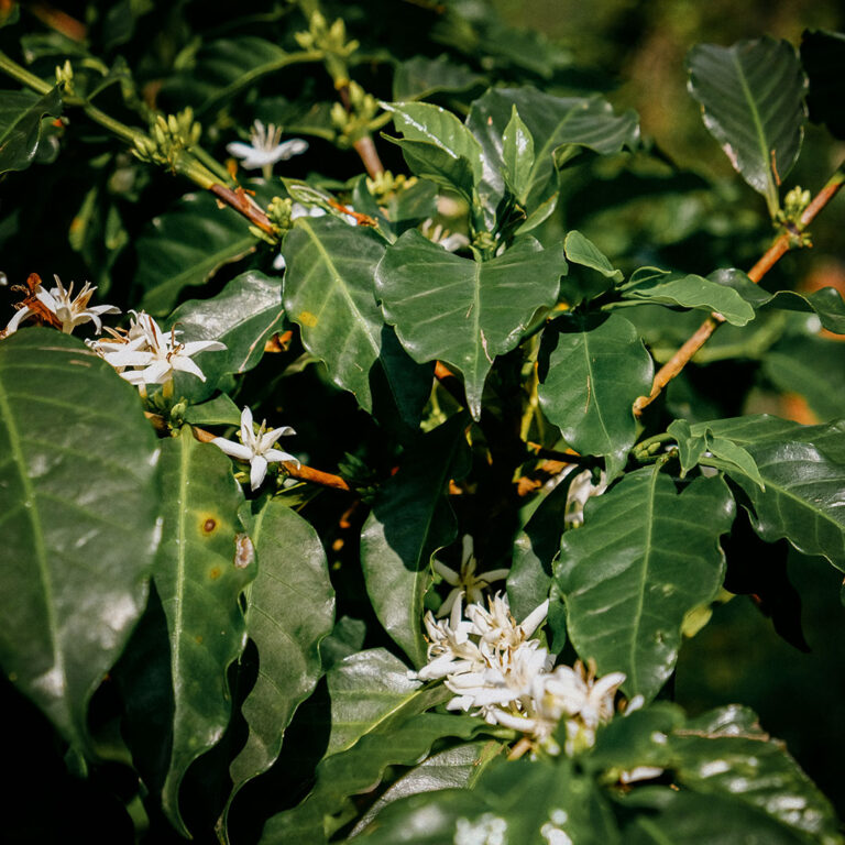 Rwanda Kirambo Red Bourbon kvet