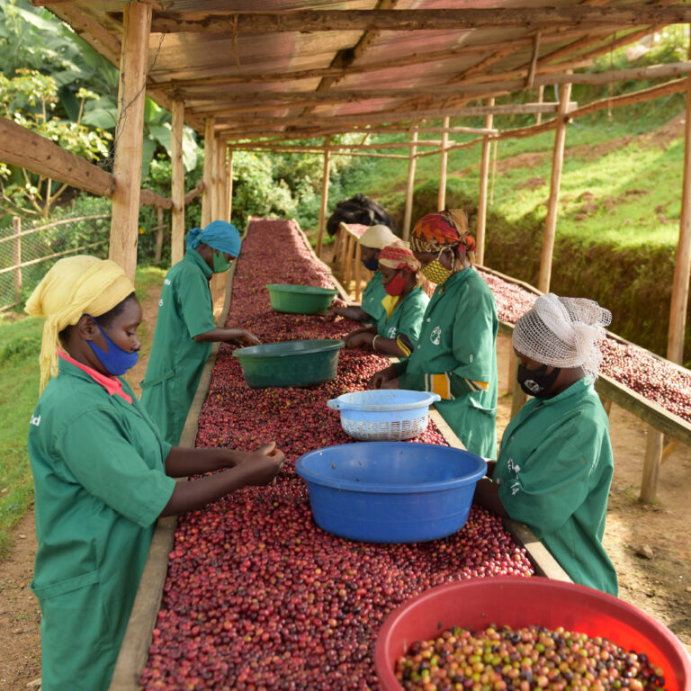 Farmarky na farme Cyato Rwanda