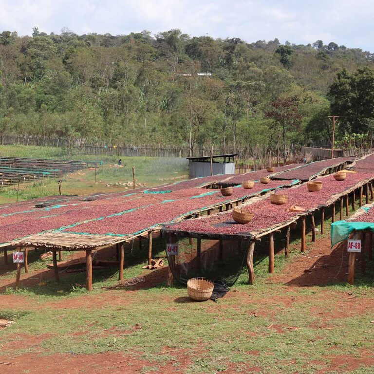 Ethiopia-coffee-bed-02