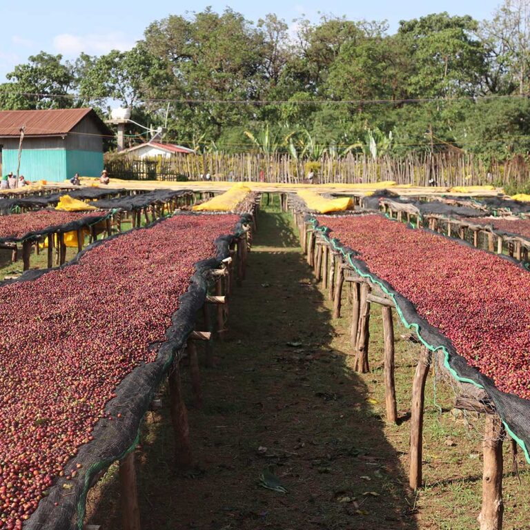 Ethiopia-coffee-bed