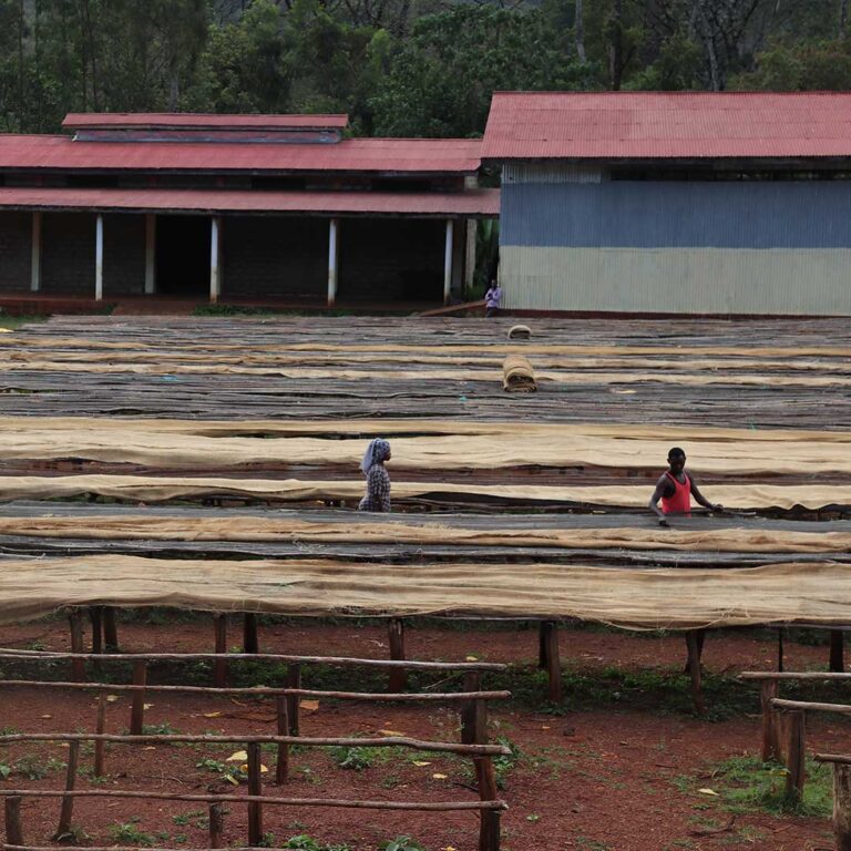 Ethiopia-coffee-farm-01