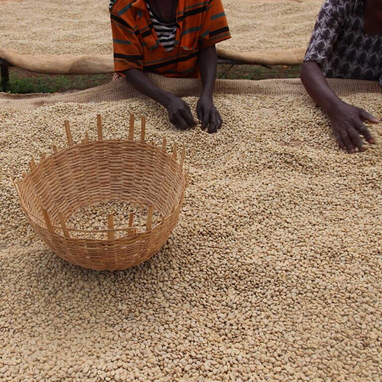 Ethiopia-coffee-sorting