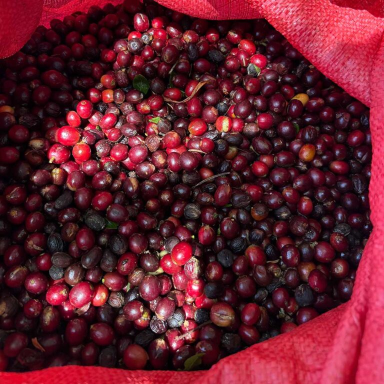 Nicaragua-Los-Papales-coffee-cherries