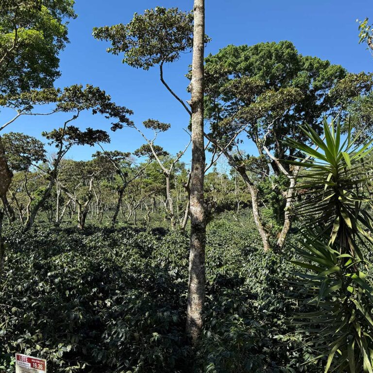 Nicaragua-Los-Papales-farm-02