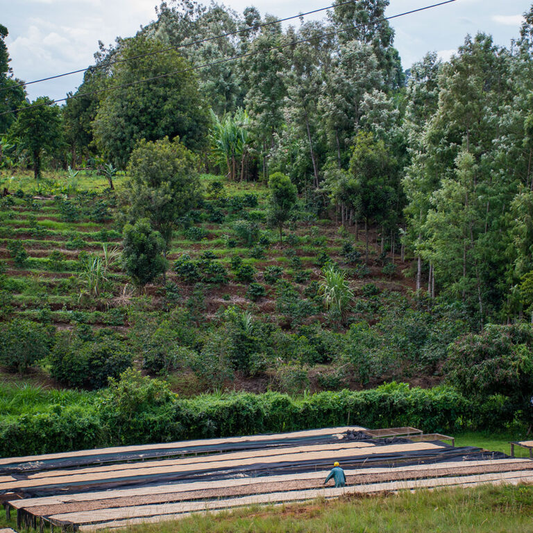 Kena-Nguguini-farm-02