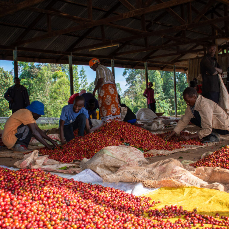 Kena-Nguguini-farm-04
