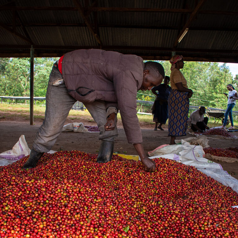 Kena-Nguguini-farm-05